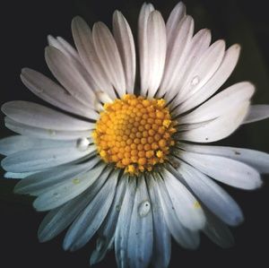 Meet your Posher, Daisy